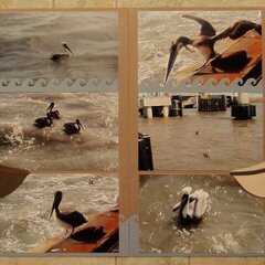 Pelicans of Galveston Bay, TX