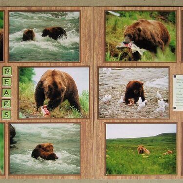 Bears at McNeil River Falls, Alaska