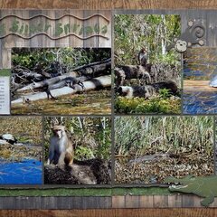 The Wild Side of Silver Springs, FL