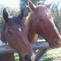 Horses1