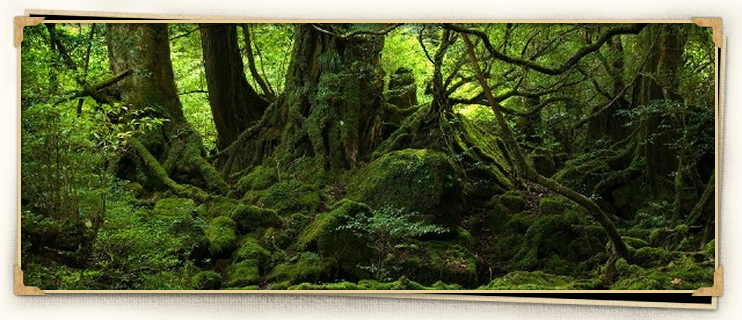 Yakushima Mossy Forest Japan