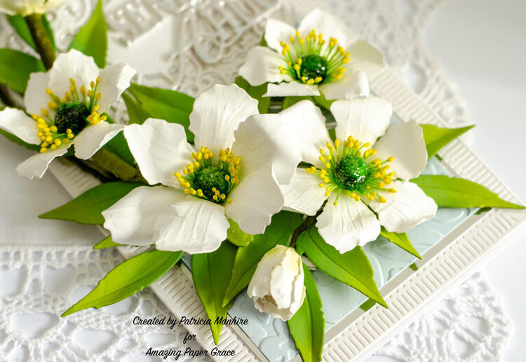 Sending a Hug with Hellebores