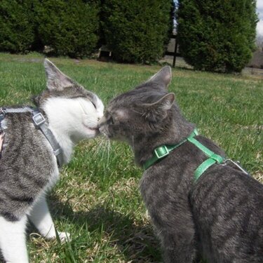 Cat Kisses