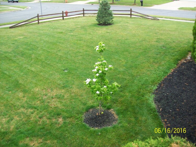 Dogwood Tree in memory of Rusty