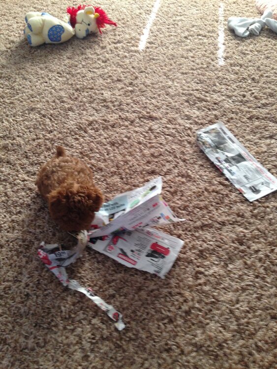 Barney Ann loves to read the paper!