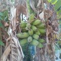 Banana tree