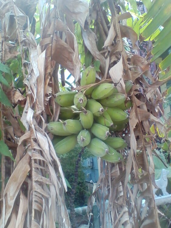 Banana tree