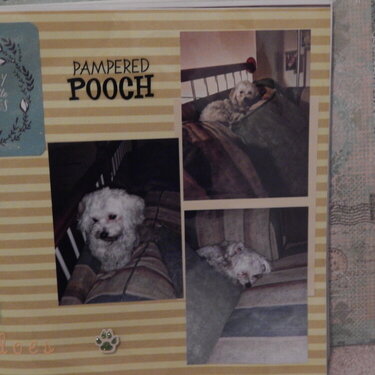 Pampered Pooch