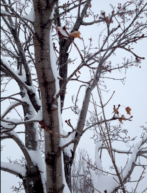 Winter Tree