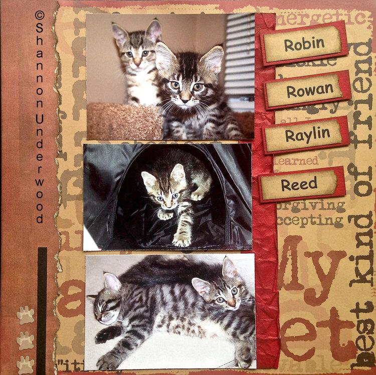 Foster Kittens - The &quot;R&quot; litter
