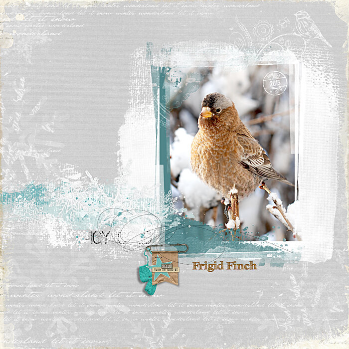 Frigid Finch