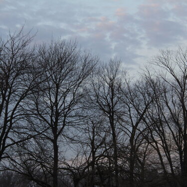 Trees - Early evening