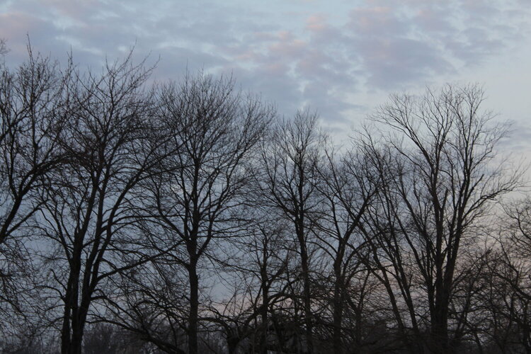 Trees - Early evening