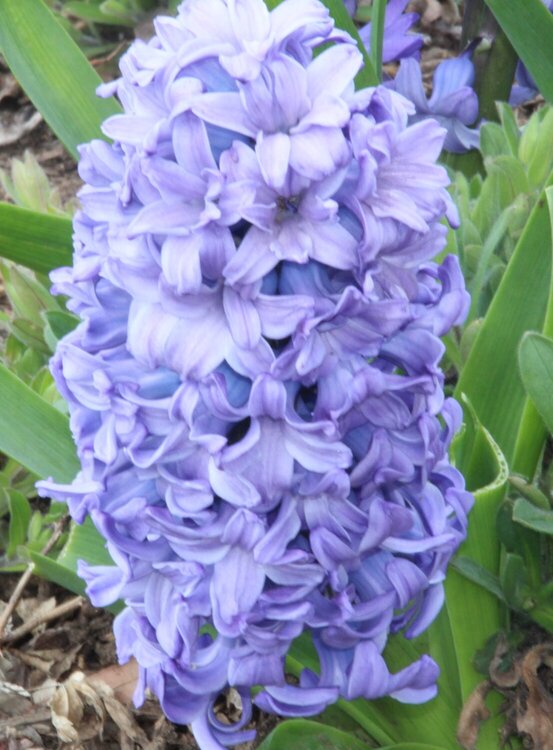 Hyacinth