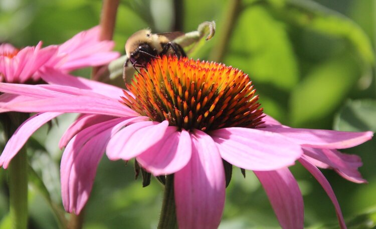 Flower and Bee