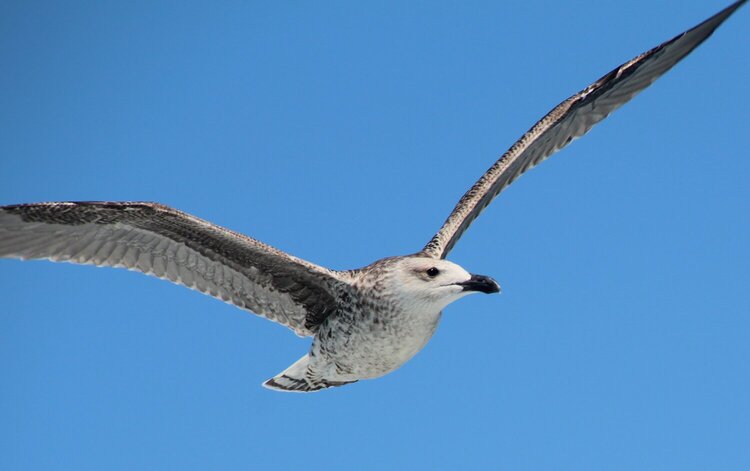 Seagull against a beautiful blue sky