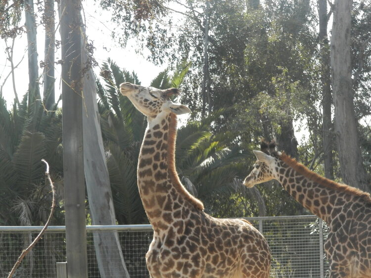 Giraffe Poses