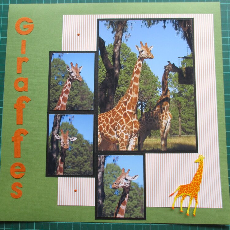 Giraffes