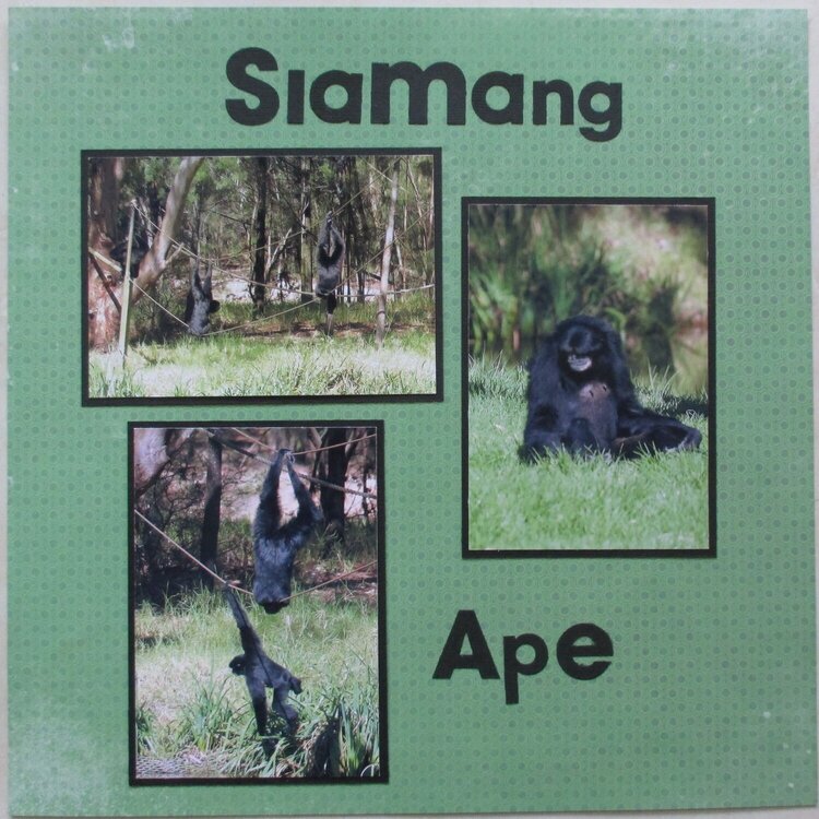 Siamang Ape