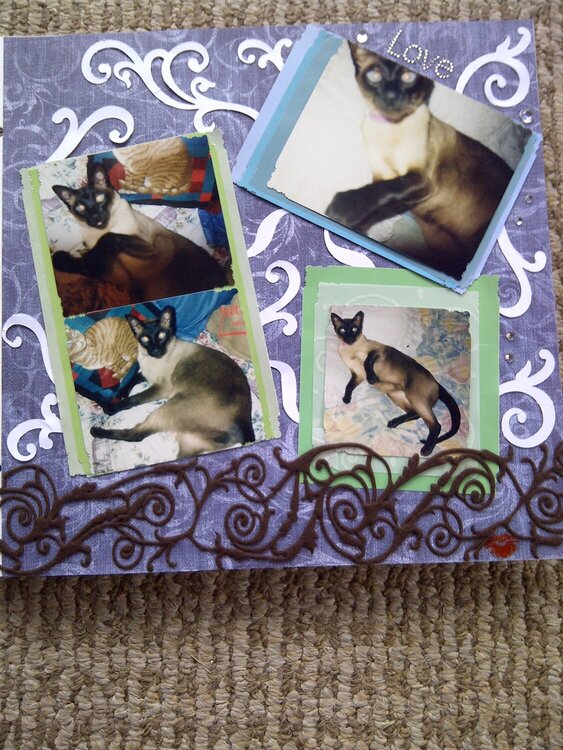 My Feline Family:  Sammy, Page 2