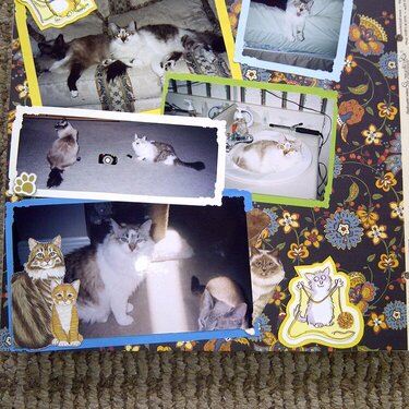 My Feline Family:  Pebbles (R.I.P.), Dexter &amp; Sandy, Page 1