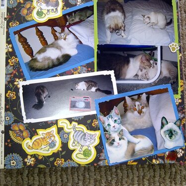 My Feline Family:  Pebbles (R.I.P.), Dexter &amp; Sandy, Page 2