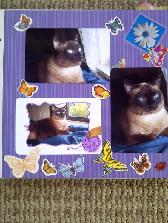 My Feline Family:  Sheba, Page 2