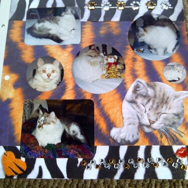 My Feline Family:  Dexter, Page 2