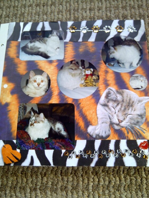 My Feline Family:  Dexter, Page 2