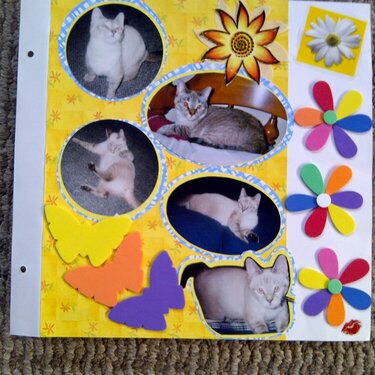 My Feline Family:  Sandy, Page 2