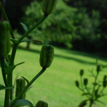 POD #7 Buds before the bloom.