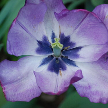 Purple Flower