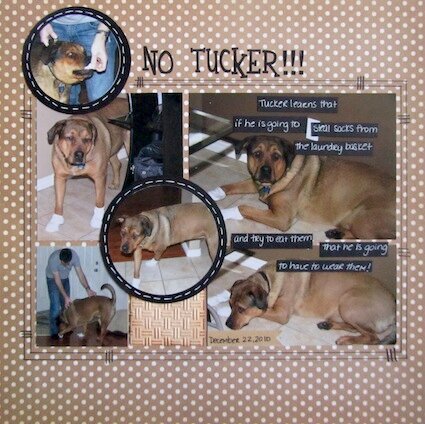 No Tucker!