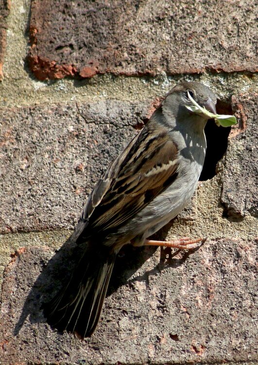 Sparrow at nesting time(2)
