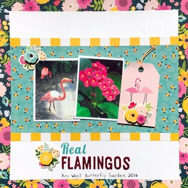 Real Flamingos