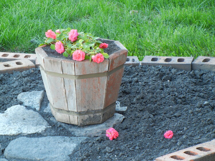 Impatiens flower pot