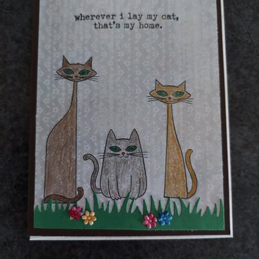 Cat card