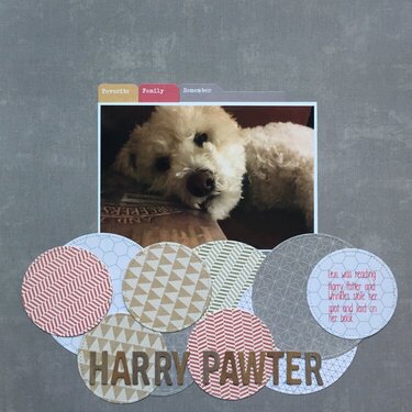 Harry Pawter