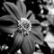 Flower in Black & White