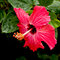 Japanese Hibiscus