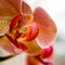Orchid Upclose