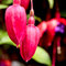 Unborn Fuchsia