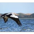 What a wonderful bird is the pelican