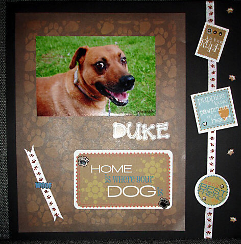 DUKE - Home is where your dog is