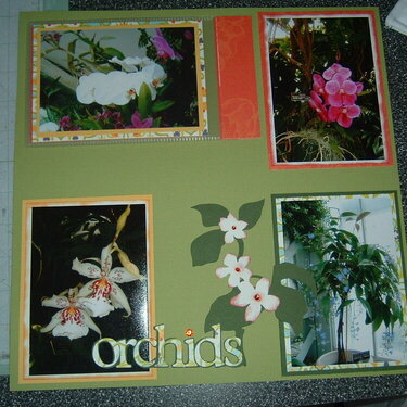 Beautiful Orchids Right hand side