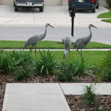 Sandhill Cranes