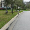 Sandhill Cranes