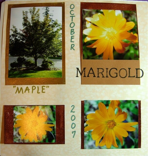 Maple &amp; Marigolds
