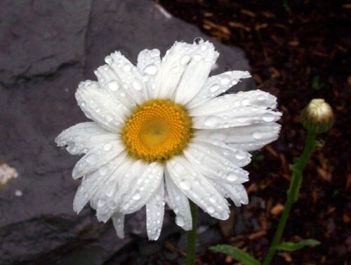 Daisy Dew