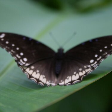 Phuket Butterfly Farm